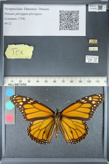 Media type: image;   Entomology 164942